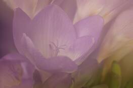 Freesia by Robert Dayton