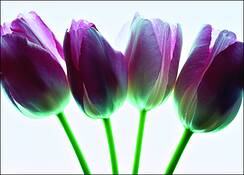 Tulips on Glass by Susan Artzell