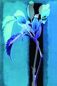Blue Rose Button by Teresa Saporiti