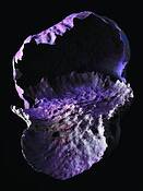 Fungus 2 by Thomas Watkins