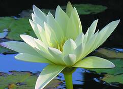 White Water Lily by Muriel Foster