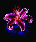 Lilly by Paul Chauncey