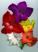 Gladiolas by Paul Wittreich