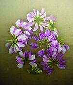 Vetch by Paul Wittreich