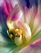 Tulips #22 by Jarmo Honkanene