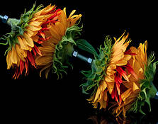 Flower Bolt by John Guild