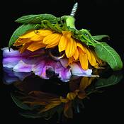 Flower With Fly by John Guild