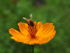 Hungry Bee by Juan A. Navarro