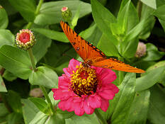 Hungry Butterfly by Juan A. Navarro