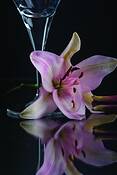 Lily With Glass by Judith Monteferrante