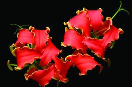 Orchids on Fire by Judith Monteferrante