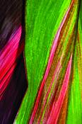 Pattern of Ti by Judith Monteferrante