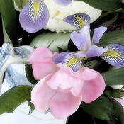 Iris 3 by Karen Lynch