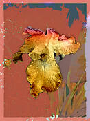 Iris Painted by Karen Lynch