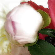 Peony Bud by Karen Lynch