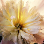 Peony VI by Karen Lynch