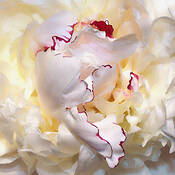 Perfect Peony by Karen Lynch