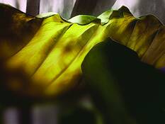 Elephant Ears by Kathy Carbonetti