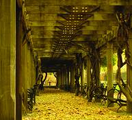 Central Park by Cruz Fontanez