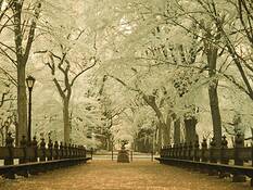 Infra Red by Cruz Fontanez