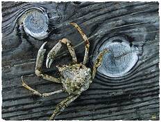 Cosmic Vessel by David E. Williamson