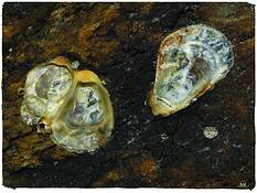 Expulsion From the Garden by David E. Williamson