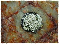 Tenacity by David E. Williamson