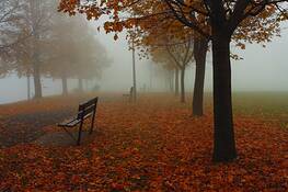 Foggy Morning by Lu Zhang