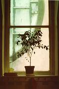 Window by Edwin George Close II