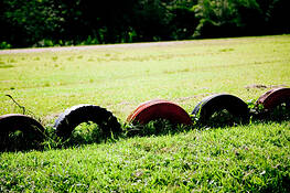 Rubber Plant 1 by Hannah Dodson