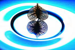 Seed and Shadow 1 by Jeremiah Cogan