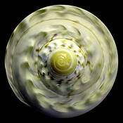 Shell #1 by Mary Woodman