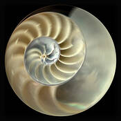 Shell #3 by Mary Woodman