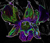 Orchid by Tara P. Zehnder