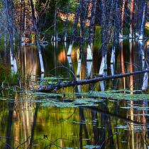 Pond Reflections