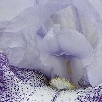 Iris 2