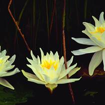 Water Lillies