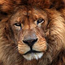 Old Lion