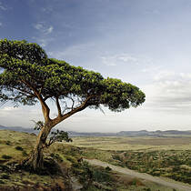 Umbrella Thorn