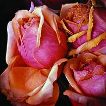 Old Roses