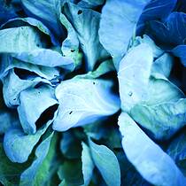 Cabbage 1