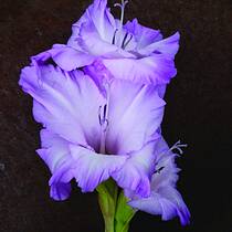 Flower 001