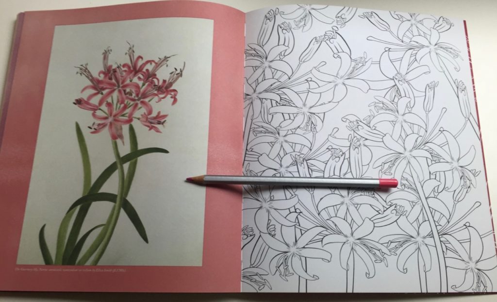 RHS Floral Colouring Book Review - Coloring Queen