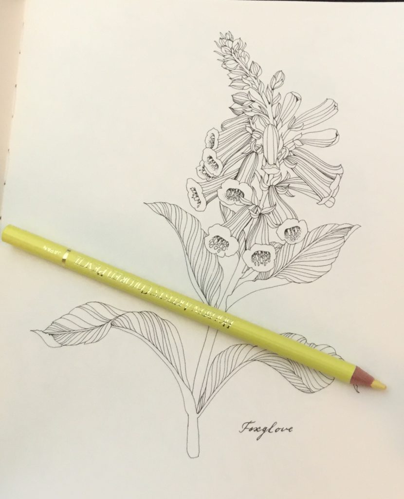 The Flower Year A Coloring Book Coloring Queen