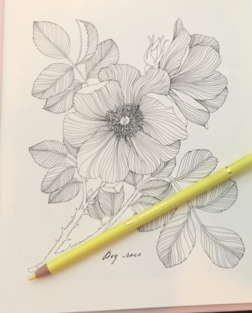 The Flower Year A Coloring Book Coloring Queen
