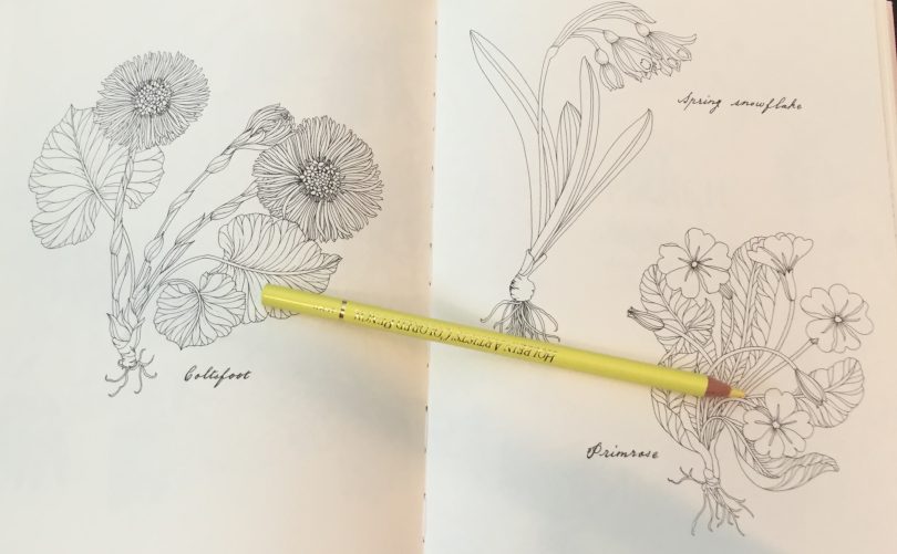 The Flower Year A Coloring Book Coloring Queen