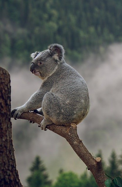 7 Coloring Book Artists Donating to Australian Bushfire Relief
