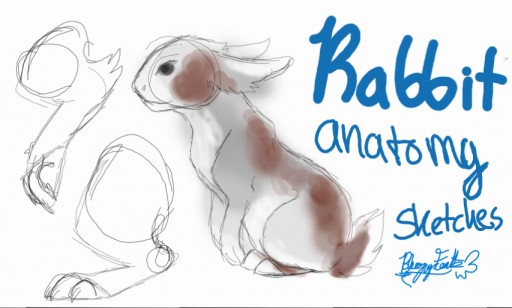 Colors Live - Rabbit anatomy sketches and references by BlueJayfeathers