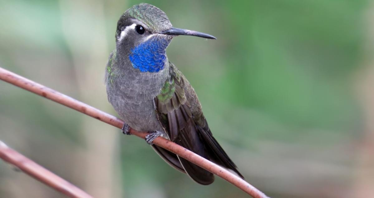 Bluethroated Hummingbird Identification, All About Birds, Cornell Lab