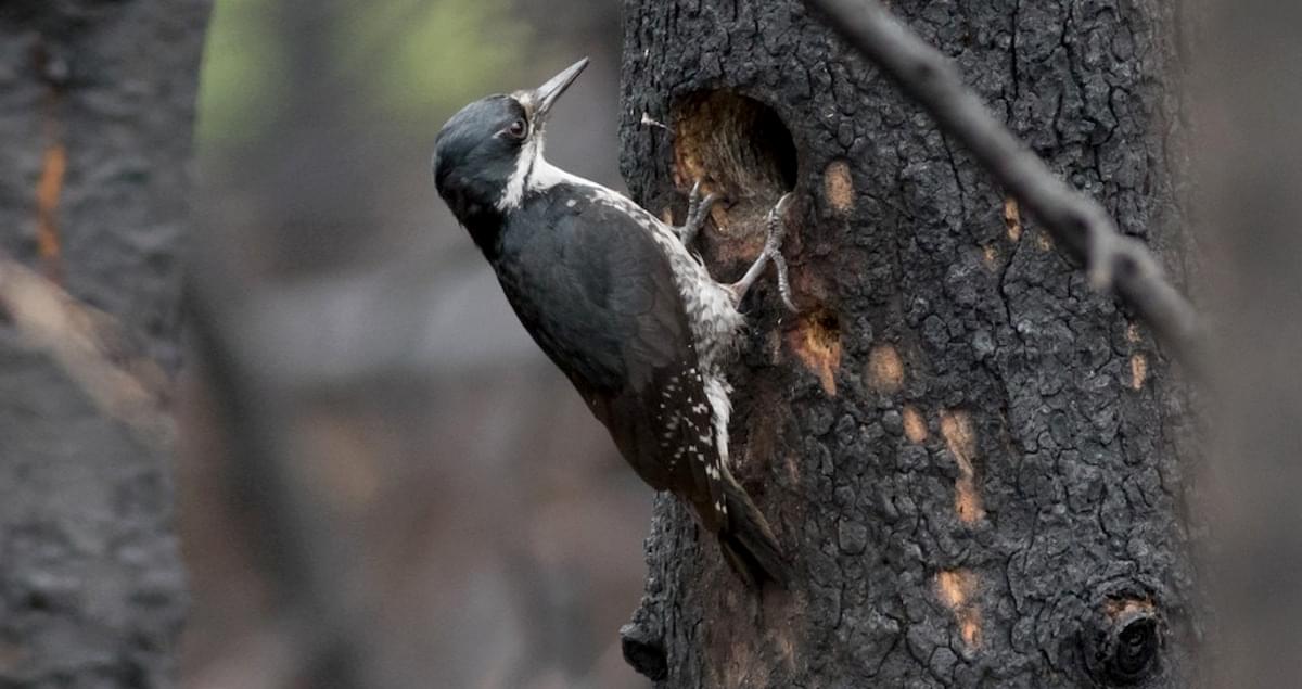 Blackbacked Woodpecker Identification, All About Birds